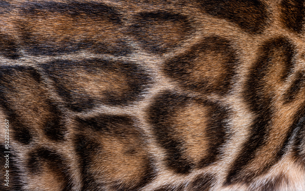 Macro close-up on the Brown bengal cat hair Macro close-up on the Brown bengal cat hair