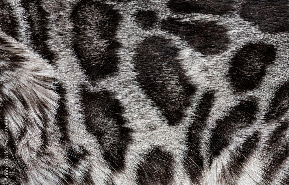 Macro of silver bengal cat hair Macro of silver bengal cat hair