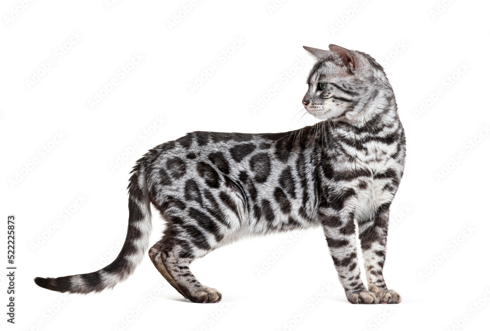 Side view of a standing Bengal cat, isolated on white Side view of a standing Bengal cat, isolated on white