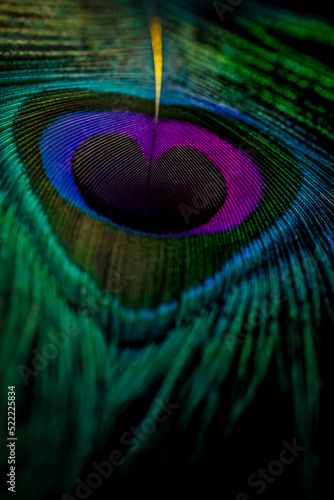 Feather, Feathers, Peacock feather, Peafowl feather, Bird feather, Feather background, Beautiful background, Colorful background, Color background, Natural background, Nature background, wallpaper. © Sunanda Malam