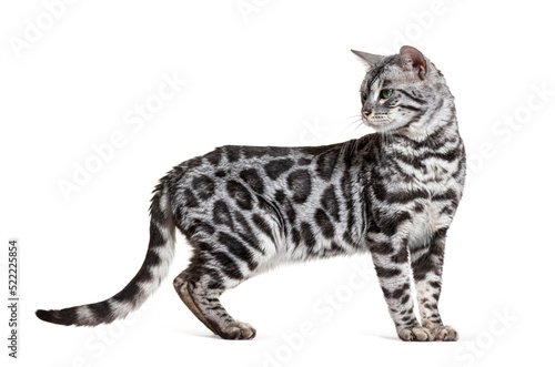 Side view of a standing Bengal cat, isolated on white © Eric Isselée