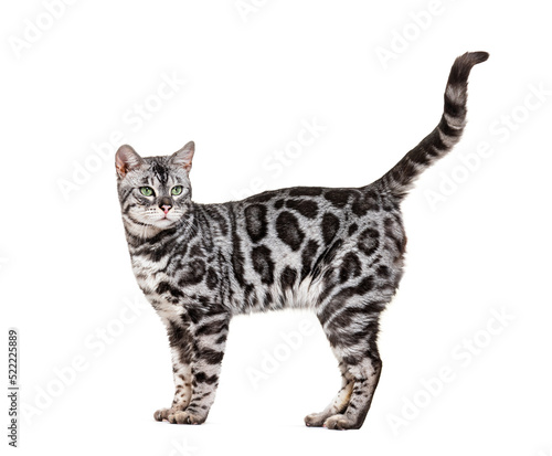 Side view of a standing Bengal cat, isolated on white