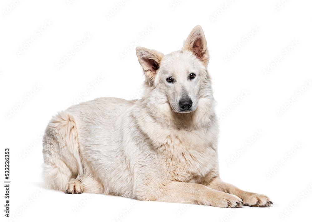 Berger Blanc Suisse lying down, isolated on white