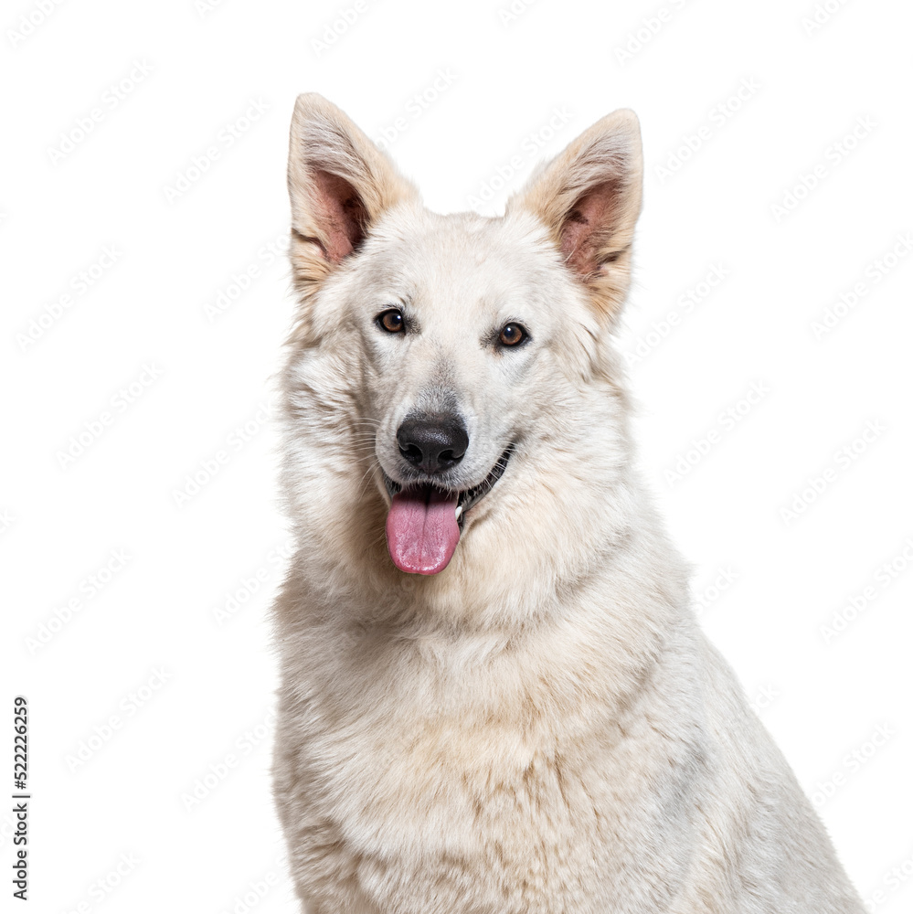 head shot of a Berger Blanc Suisse panting, isolated on white