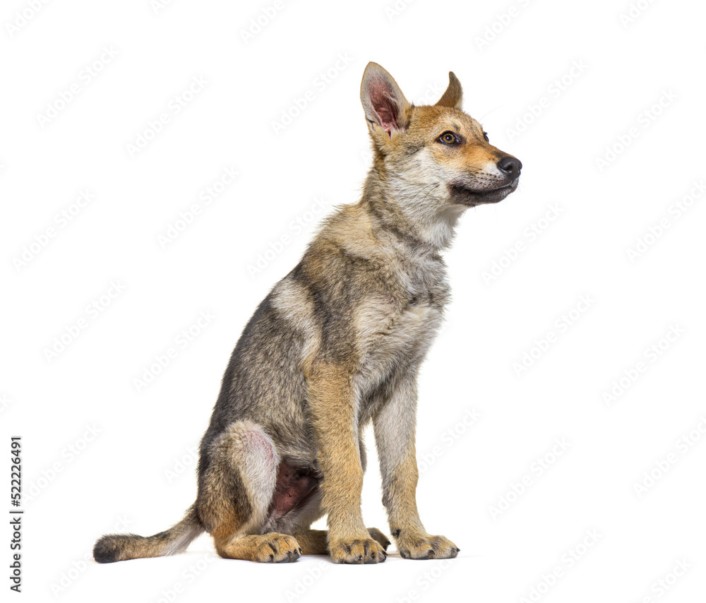 American wolfdog puppy, three months old, sitting, isolated