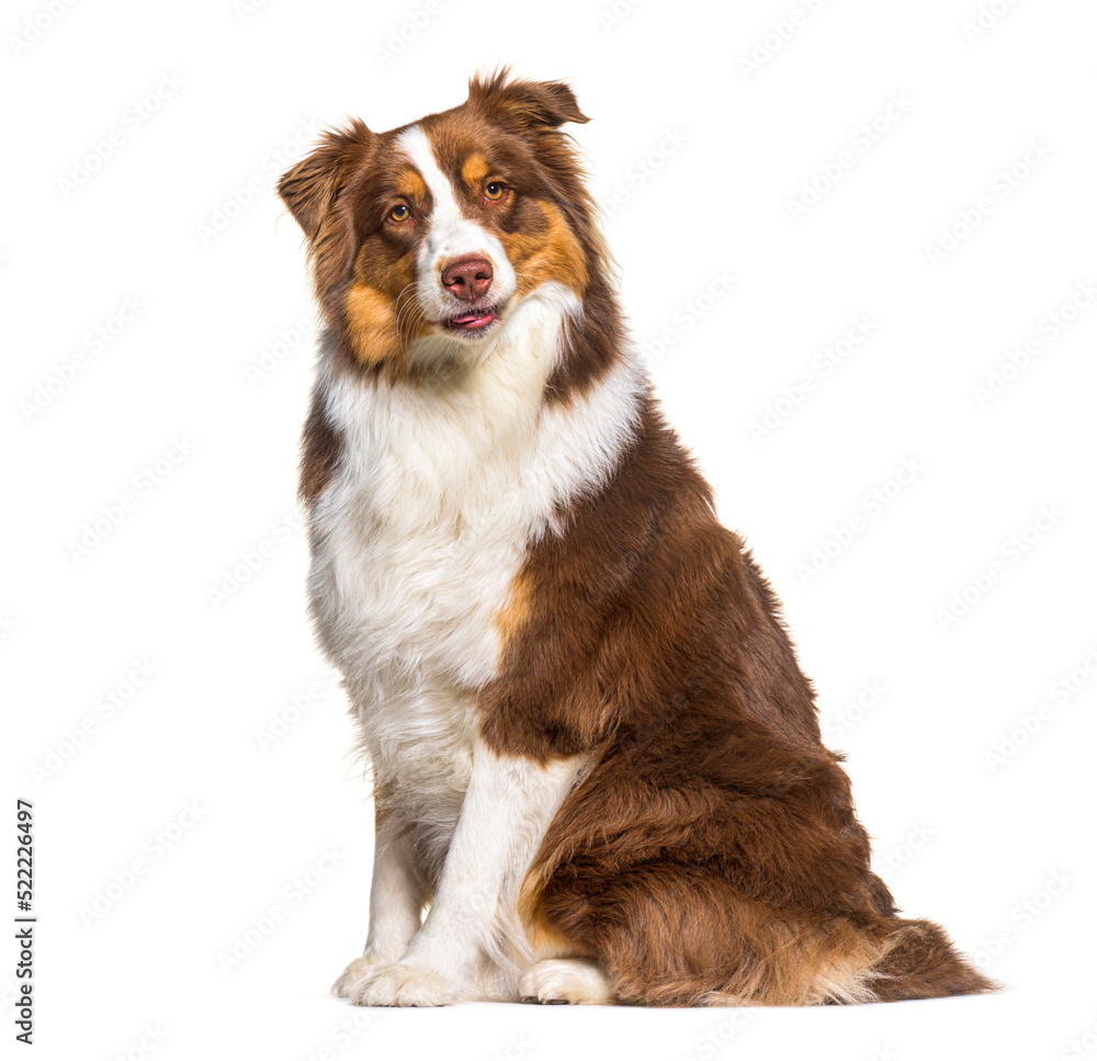 Tri color red australian shepherd, isolated on white Tri color red australian shepherd, isolated on white
