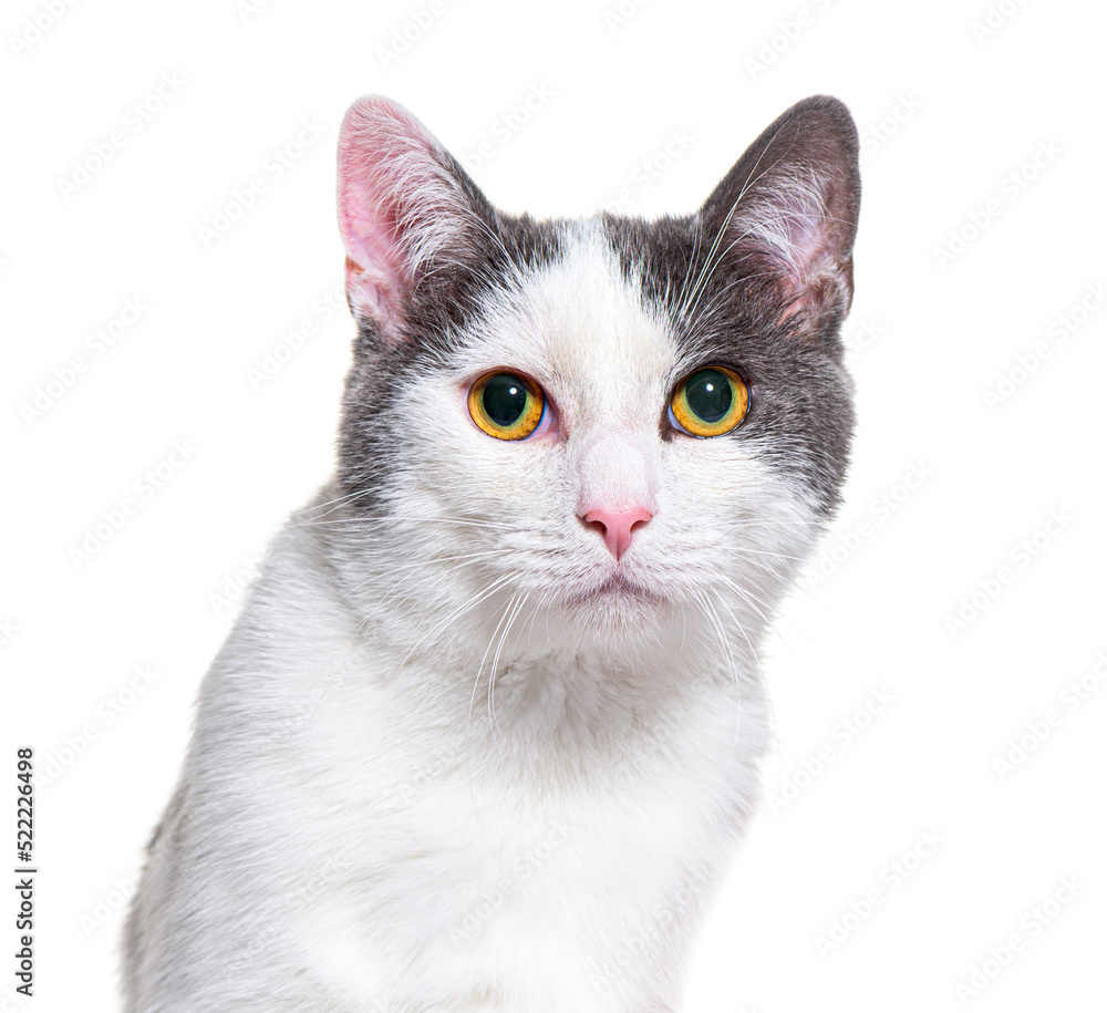 Obraz premium Grey and whitecrossbreed cat, yellow eyed, isolated on white