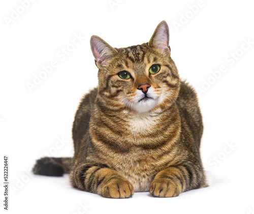 Striped crossbreed cat lying down, isolated on white