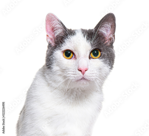 Grey and whitecrossbreed cat, yellow eyed, isolated on white
