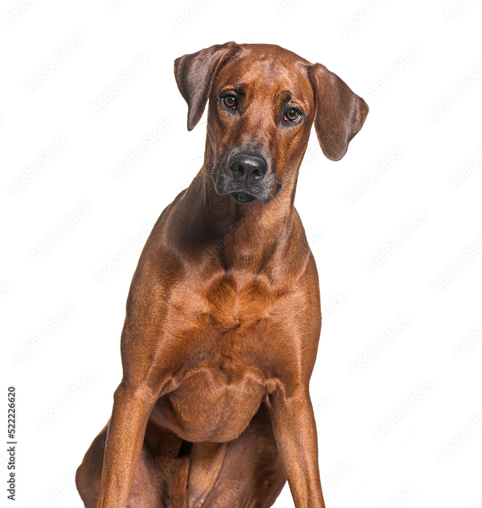 Rhodesian ridgeback dog looking at the camera, isolated on white