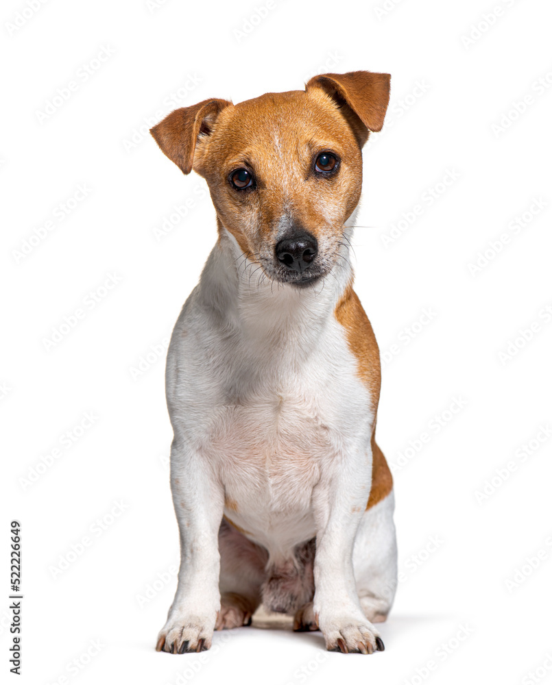 Crossbreed with a Jack russel and other unknow breed, isolated o