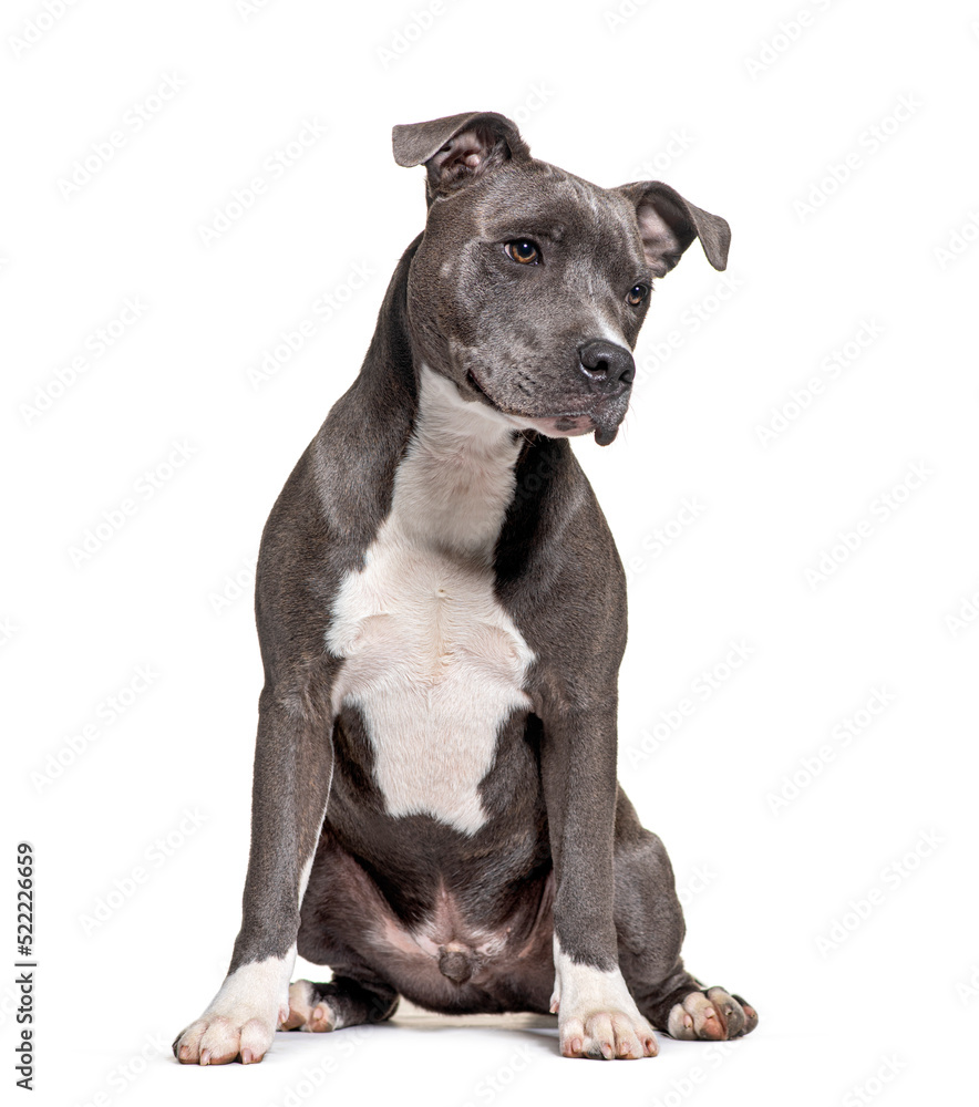American Staffordshire Terrier, AmStaff or American Staffy, isol