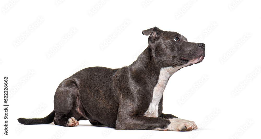 American Staffordshire terrier lying down, looking up, isolated