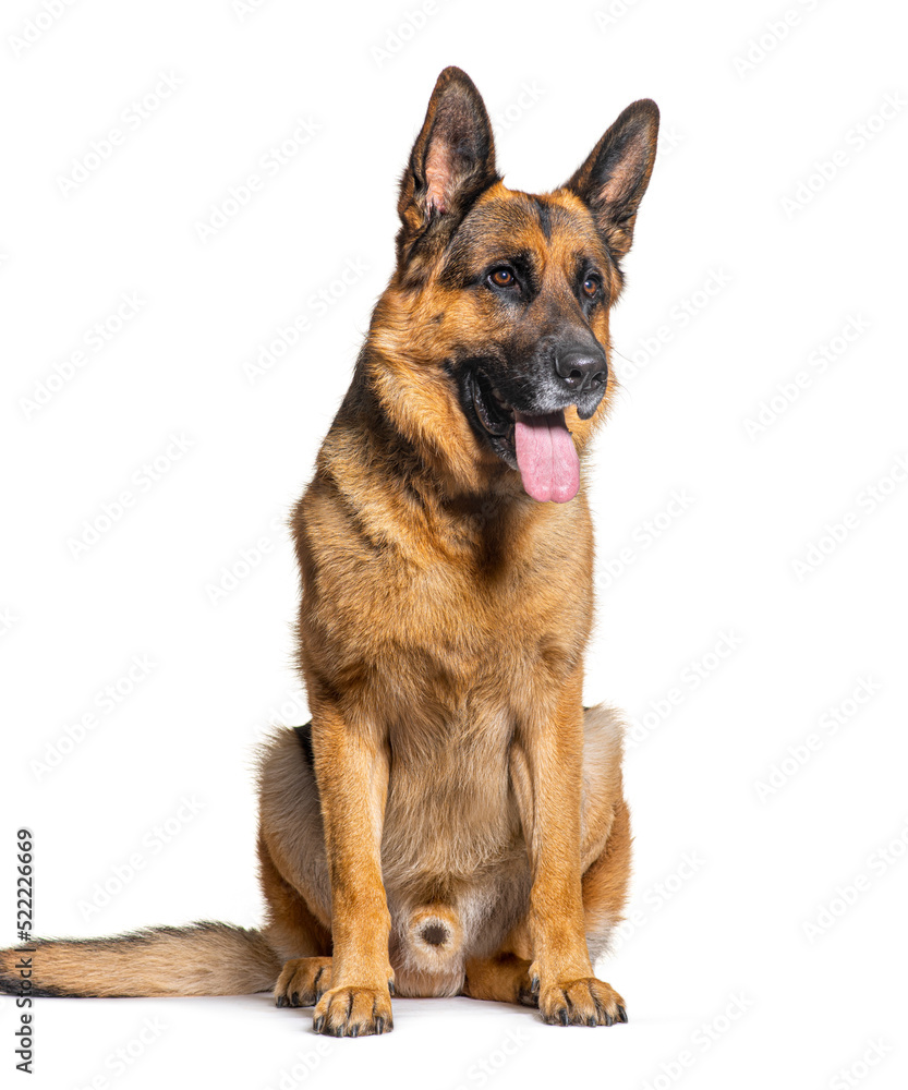 portrait German shepherd dog panting, sitting and looking away,