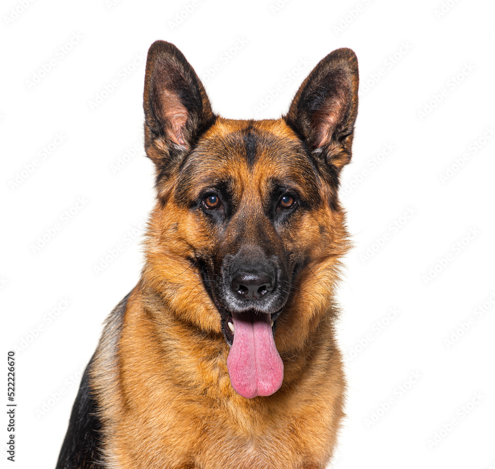 Portrait of a panting German shepherd, isolated on white