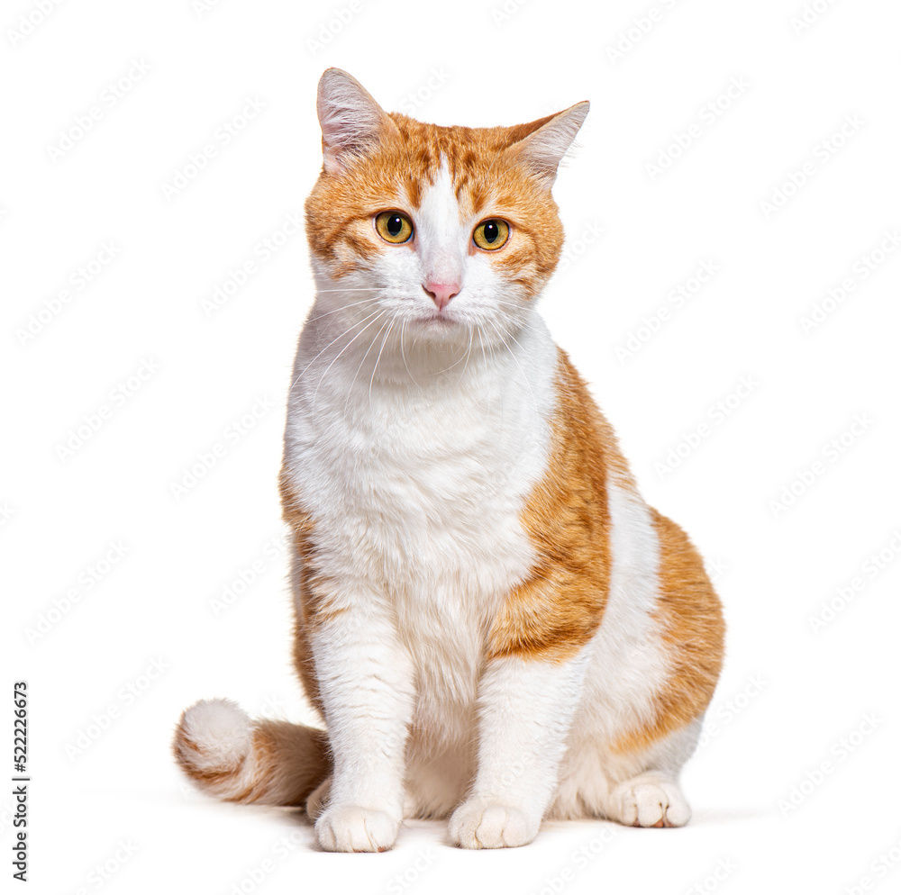 Ginger and white Crossbreed cat, sitting in front