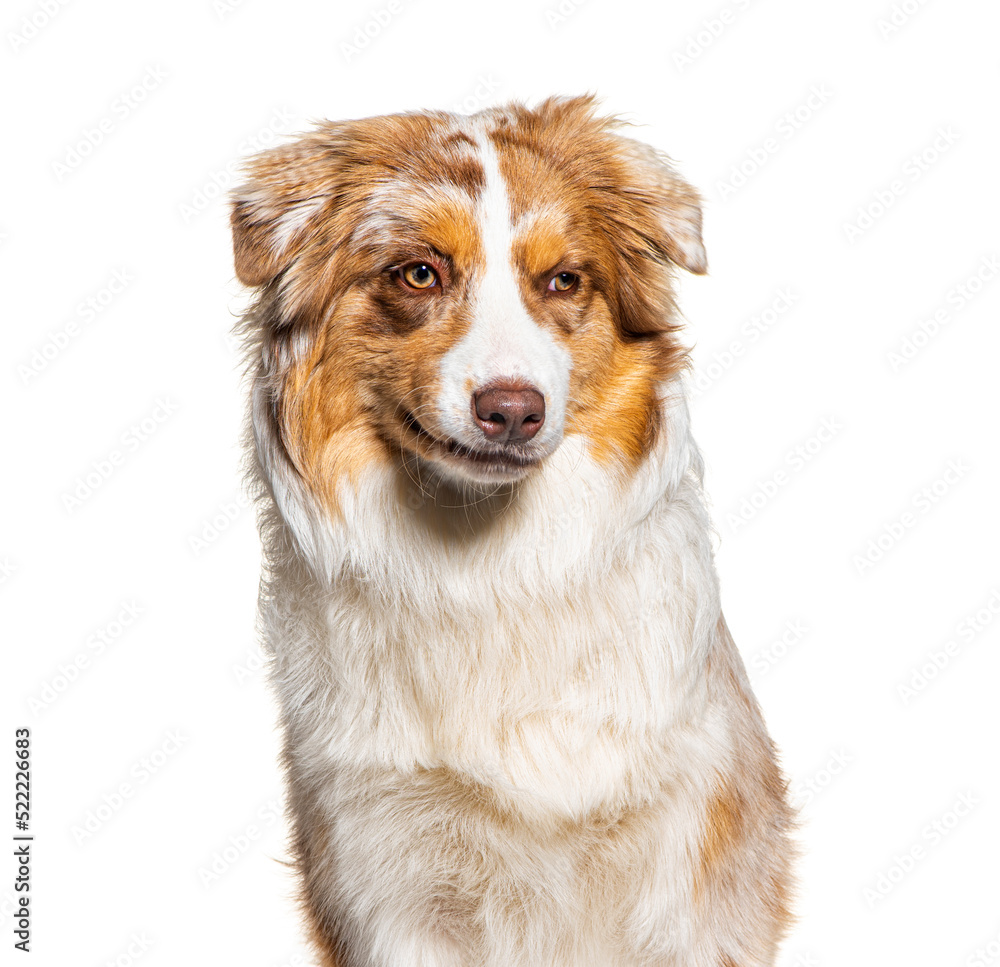 Portrait of a Australian shepherd making a face, isolated