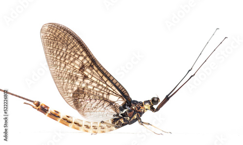 Schilderij op canvas Side view of a green drake mayfly, Ephemera danica