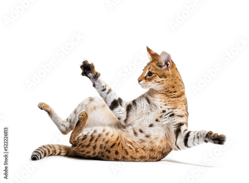 Savannah F1 cat playing in a weird position, Isolated on white