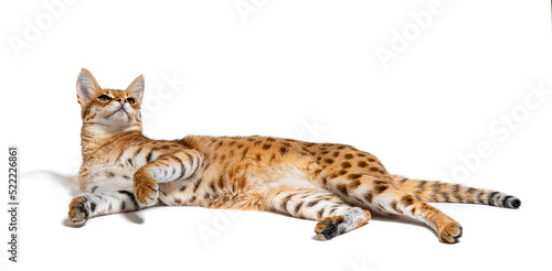Savannah F1 cat lying down, Isolated on white