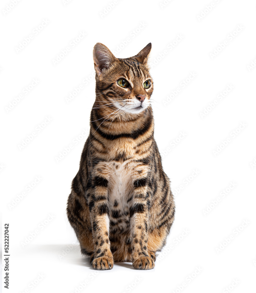 Fototapeta premium Bengal cat sitting, isolated on white