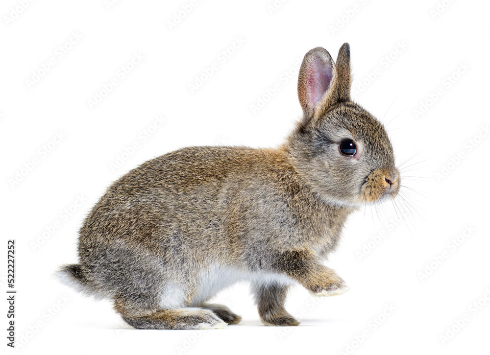 Side view of a Young European rabbit Bunny Side view of a Young European rabbit Bunny