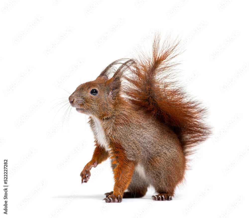 Eurasian red squirrel looking at the camera, sciurus vulgaris, isolated Eurasian red squirrel looking at the camera, sciurus vulgaris, isolated