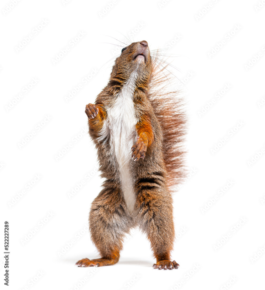 Eurasian red squirrel on hind legs looking up, sciurus vulgaris, Eurasian red squirrel on hind legs looking up, sciurus vulgaris,