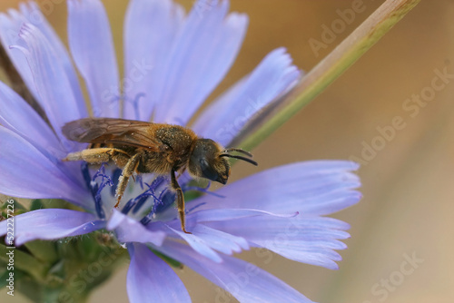 Colorful coseup on a female great banded furrow-bee, Halictus scabiosa in a blue wild chicory , Cichorium intybus, flower photo