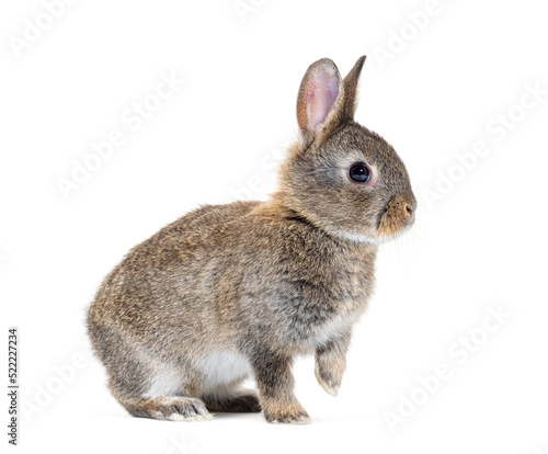 Side view of a Young European rabbit Bunny