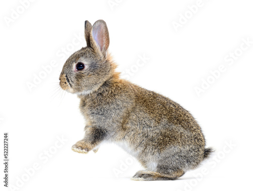 Side view of a Young European rabbit Bunny jumping