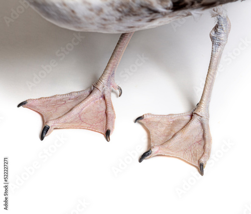 Fotografija Webbed feet of a European Herring Gull with a one-year-old plumage