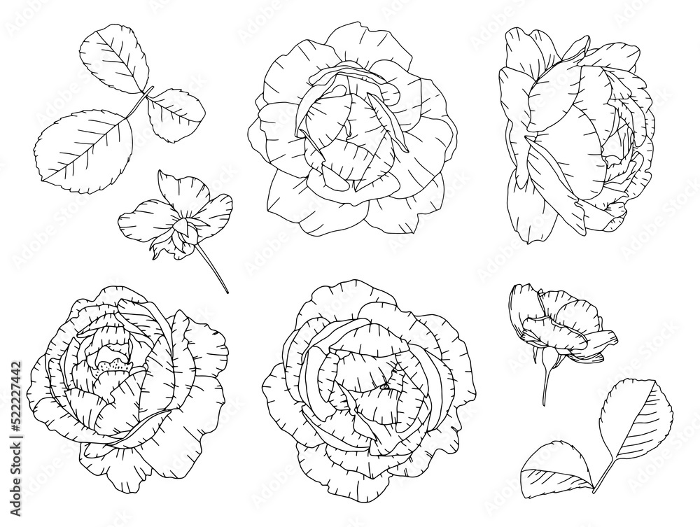 Set of hand drawn rose elements. Doodle vector illustration Set of hand drawn rose elements. Doodle vector illustration