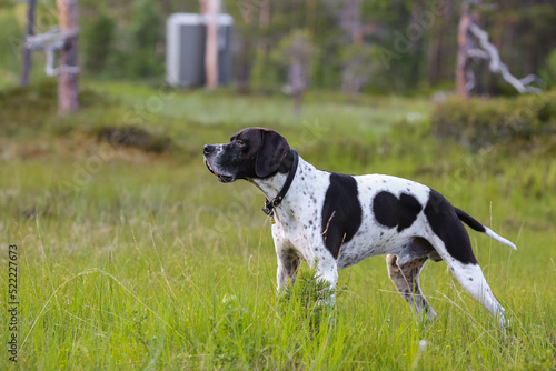 Dog english pointer in the forest