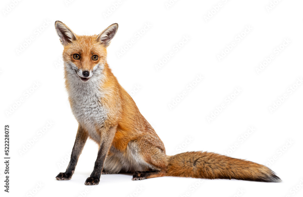 Fototapeta premium Red fox, two years old, isolated on white