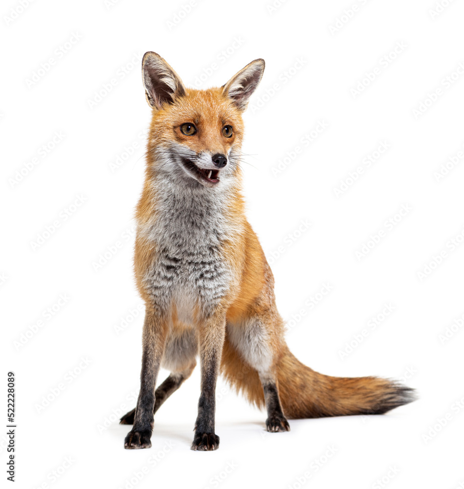 Red fox standing in front, two years old, isolated on white