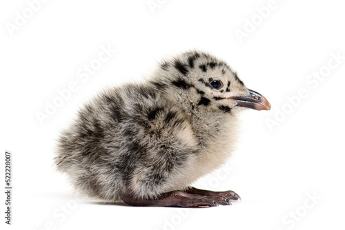 Twenty-four hours chick, European Herring Gull, Larus argentatus photo