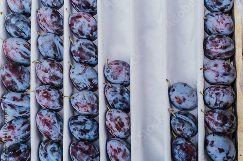Canvas Print Ripe prunes, fresh fruits arranged in rows in a box on white paper