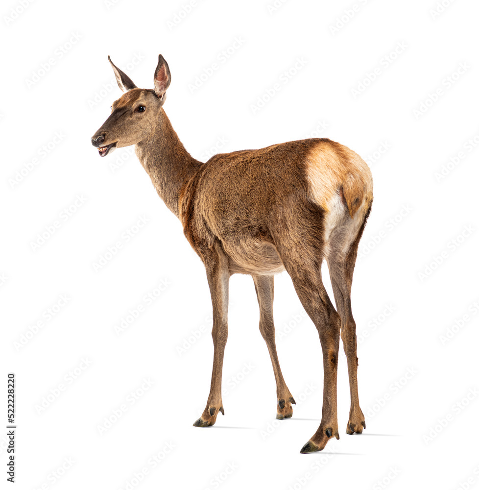 Fototapeta premium rear view on a doe, red deer female, looking at the camera