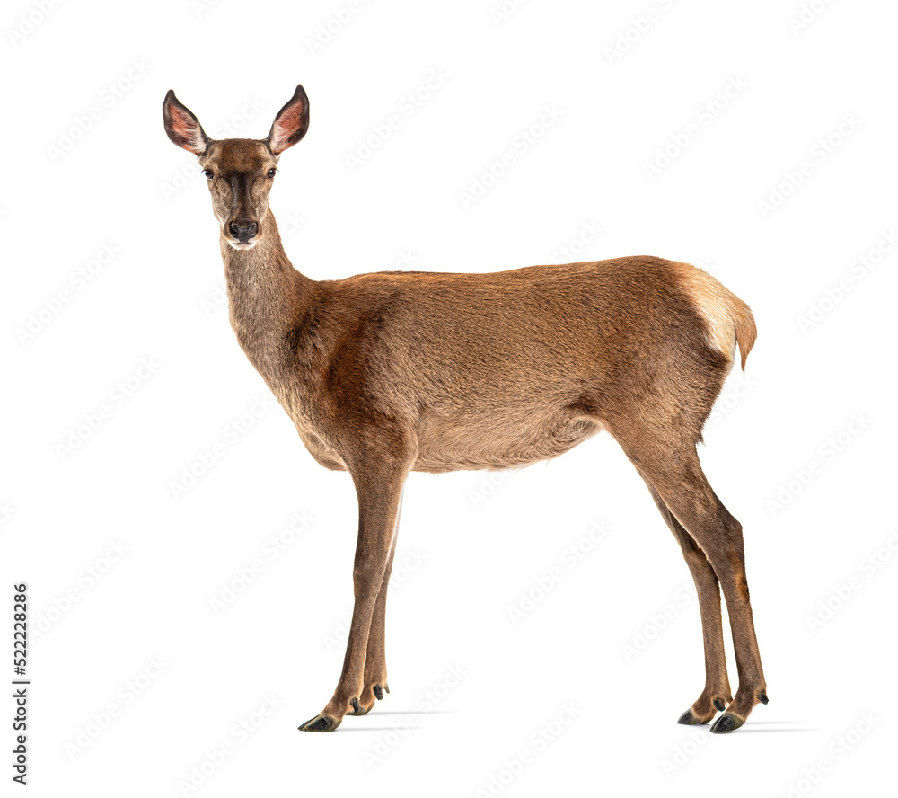Fototapeta premium Side view of a doe looking at the camera, Female red deer