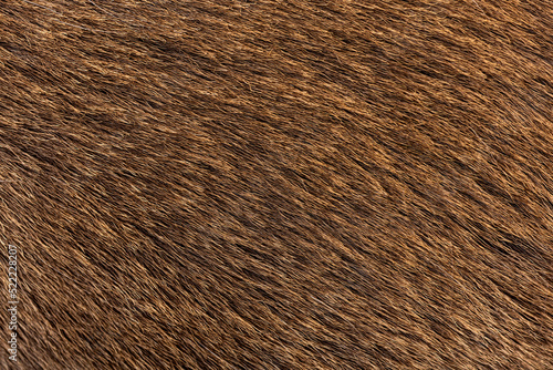 Macro of Female red deer hair