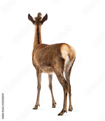 Canvas Print rear view on a doe, red deer female, looking up