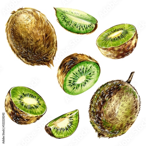 Kiwi slices illustrations isolated on white background. Fresh, tropical citrus fruit sliced. Realistic kiwi fruits hand draw watercolor illustrations.