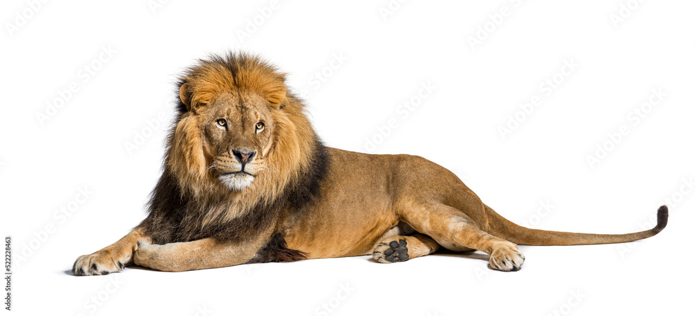 Male adult lion lying down, Panthera leo, isolated on white - obrazy, fototapety, plakaty 