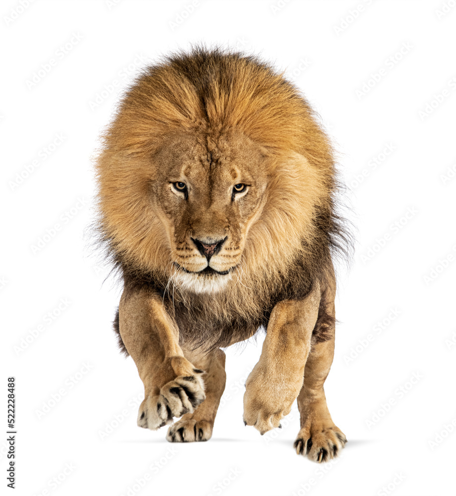 Front view of a Male adult lion jumping on the camera, isolated