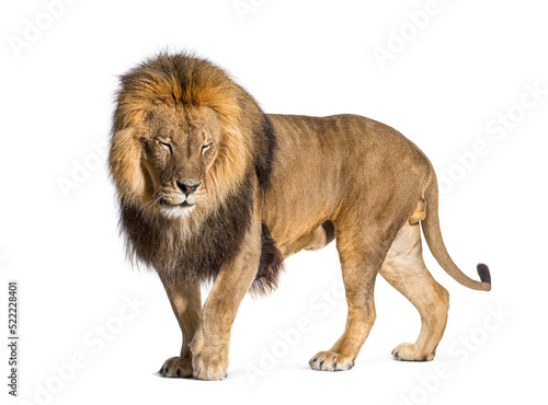 Fototapeta Naklejka Na Ścianę i Meble -  Male adult lion eyes closed, Panthera leo, isolated on white