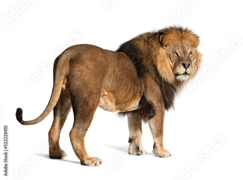 Back view on a male lion looking away  isolated on white