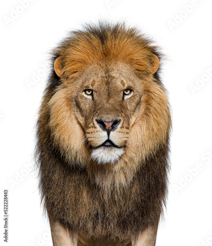 Portrait of a Male adult lion looking at the camera  Panthera
