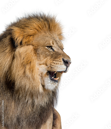 Male adult lion roaring and showing its teeth, fangs