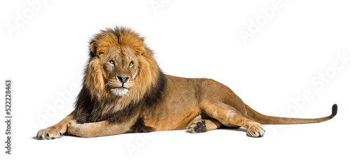 Photographie Male adult lion lying down, Panthera leo, isolated on white